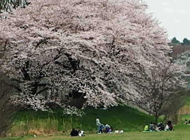 野川のお花見　柿内